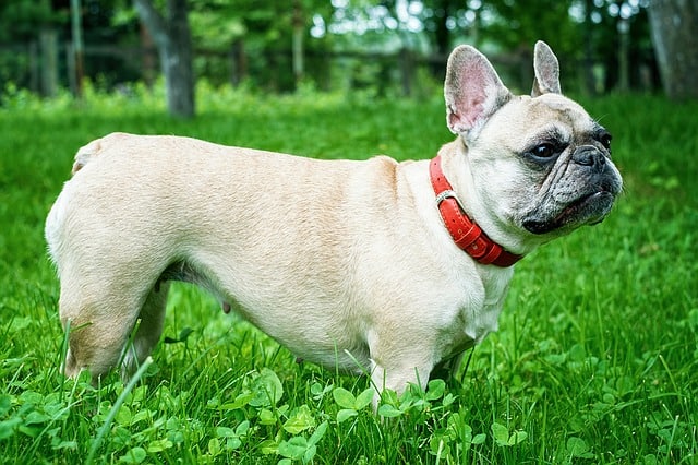 Collier chien - comment choisir ?