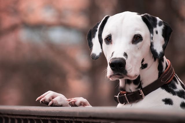 collier cuir chien