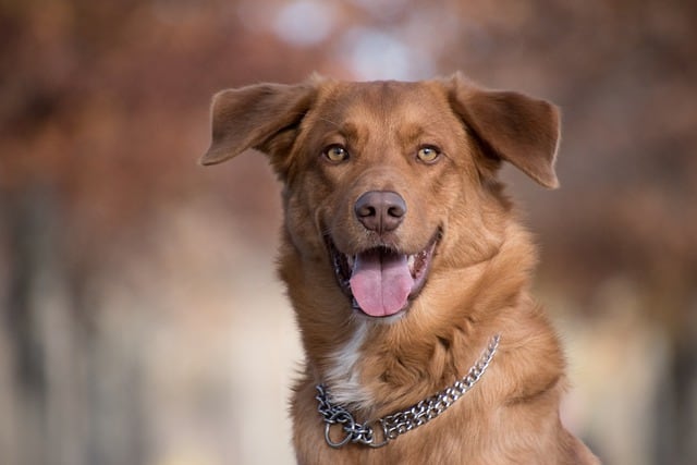 collier chien métal acier chaîne