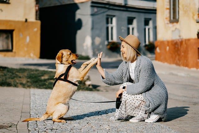 Comment dresser un chien