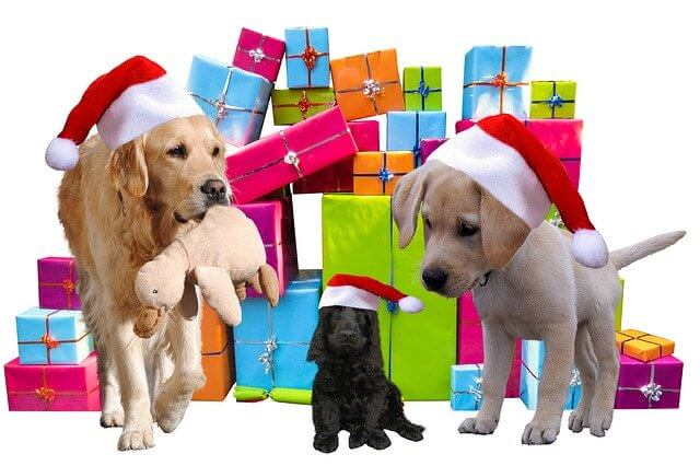 Cadeaux Noël Chien