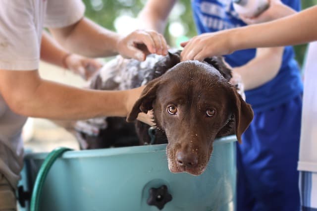 Comment laver son chien ?