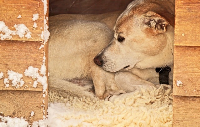 Construire ou acheter la niche idéale pour votre chien ?